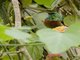 Usambara Double-collared Sunbird (Cinnyris usambaricus)