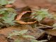 Dry-leaf Commodore (Precis tugela)