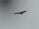 Augur Buzzard (Buteo augur)