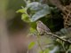 Pin-tailed Whydah (Vidua macroura) - Female