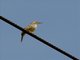 Rattling Cisticola (Cisticola chiniana)