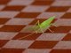 Fragile False-Leaf (Acauloplax sp)