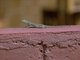 Kenya Rock Agama (Agama lionotus) - Female
