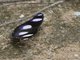 Danaid Eggfly (Hypolimnas misippus)