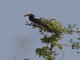 Crowned Hornbill (Lophoceros alboterminatus)