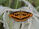 Spotted Joker (Byblia ilithyia)