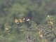 Eastern Paradise-Whydah (Vidua paradisaea)
