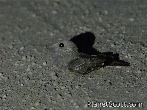 Plain Nightjar (Caprimulgus inornatus)