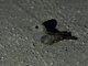 Plain Nightjar (Caprimulgus inornatus)