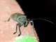 Longhorn Beetle (Ceroplesis militaris)