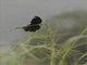 White-winged Widowbird (Euplectes albonotatus) -Male