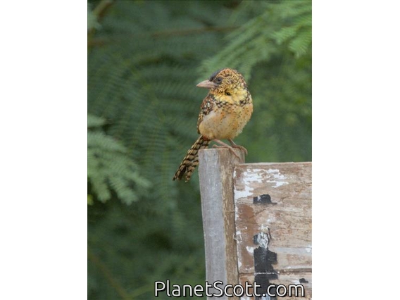 D'Arnaud's Barbet (Trachyphonus darnaudii)