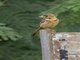 D'Arnaud's Barbet (Trachyphonus darnaudii)
