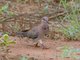 Laughing Dove (Spilopelia senegalensis)