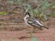 White-browed Sparrow-Weaver (Plocepasser mahali)