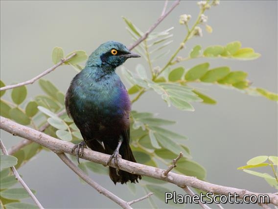 Greater Blue-eared Starling (Lamprotornis chalybaeus)