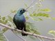Greater Blue-eared Starling (Lamprotornis chalybaeus)