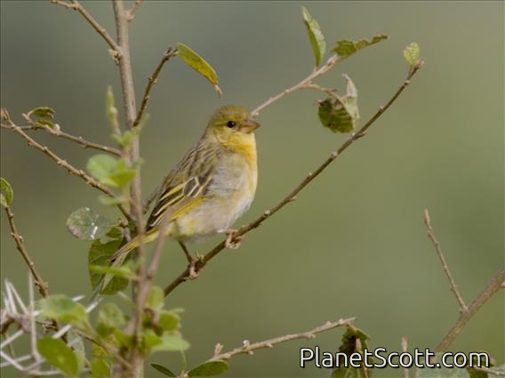 African Golden-Weaver (Ploceus subaureus)