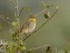 African Golden-Weaver (Ploceus subaureus)
