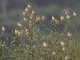 Red-billed Quelea (Quelea quelea)