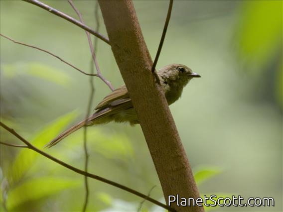 Little Greenbul (Eurillas virens)