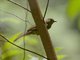 Little Greenbul (Eurillas virens)