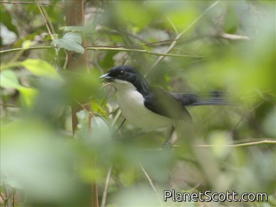 Zanzibar Boubou (Laniarius sublacteus)