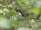Zanzibar Boubou (Laniarius sublacteus)