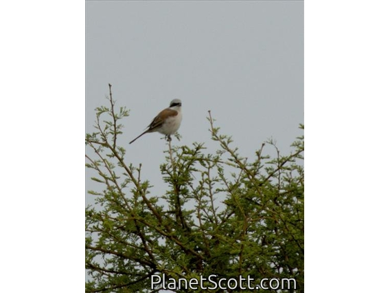 Red-backed Shrike (Lanius collurio)