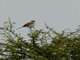 Red-backed Shrike (Lanius collurio)