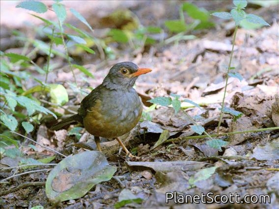 Usambara Thrush (Turdus roehli)