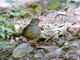 Usambara Thrush (Turdus roehli)