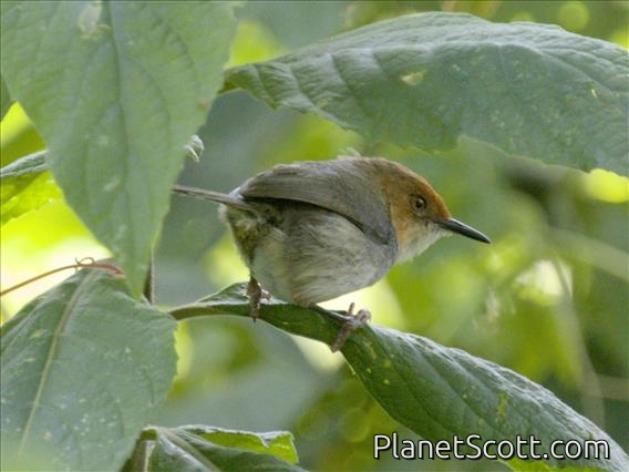 African Tailorbird (Artisornis metopias)
