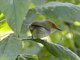 African Tailorbird (Artisornis metopias)