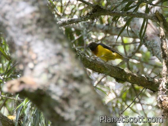 Usambara Weaver (Ploceus nicolli)