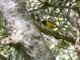 Usambara Weaver (Ploceus nicolli)