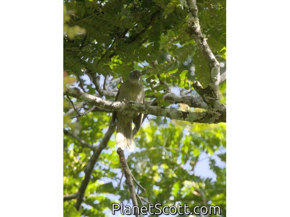 Yellow-bellied Greenbul (Chlorocichla flaviventris)