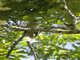 Yellow-bellied Greenbul (Chlorocichla flaviventris)