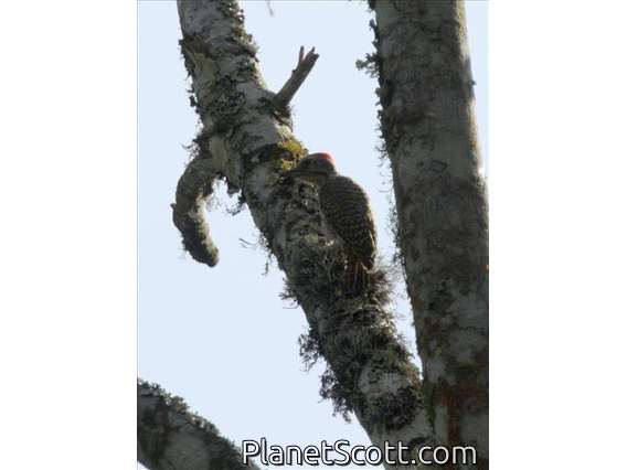 Green-backed Woodpecker (Campethera maculosa)