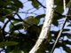 Yellow-throated Woodland-Warbler (Phylloscopus ruficapilla)