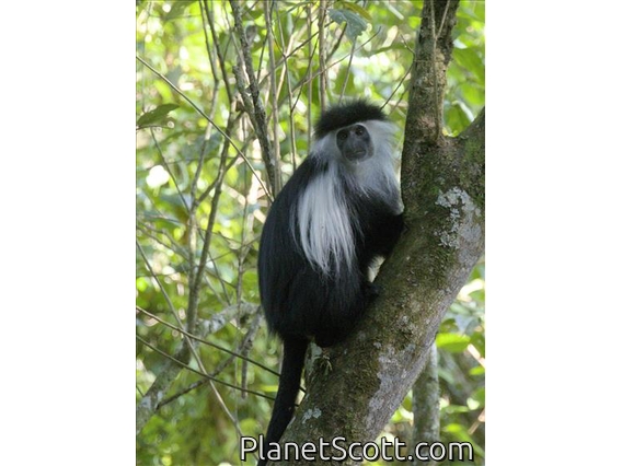Angolan Colobus (Colobus angolensis)