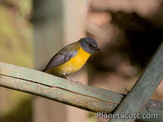 White-starred Robin (Pogonocichla stellata)