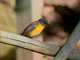 White-starred Robin (Pogonocichla stellata)