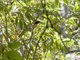 Black-fronted Bushshrike (Chlorophoneus nigrifrons) - Female