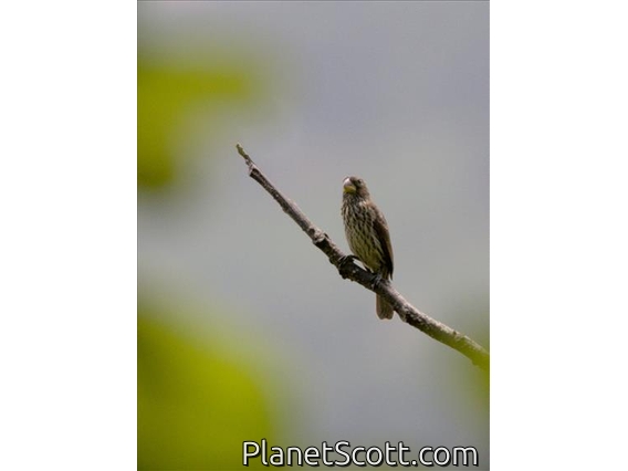 Thick-billed Seedeater (Crithagra burtoni)