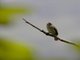 Thick-billed Seedeater (Crithagra burtoni)