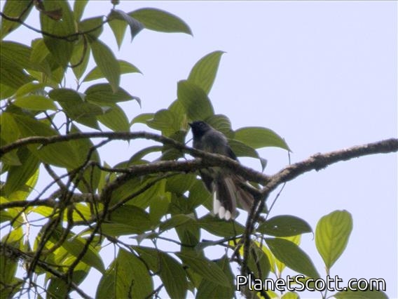 White-tailed Crested-Flycatcher (Elminia albonotata)