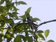 White-tailed Crested-Flycatcher (Elminia albonotata)