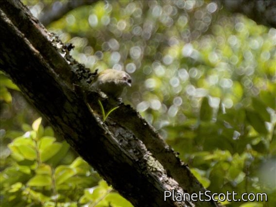 Usambara Greenbul (Phyllastrephus albigula)