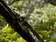 Usambara Greenbul (Phyllastrephus albigula)